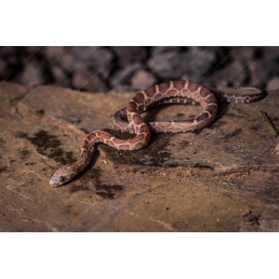 Guttata scaleles nominal - Phanterophis guttatus - serpiente del maíz sin escamas